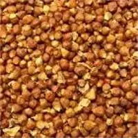 Grain of paradise (Alligator pepper)